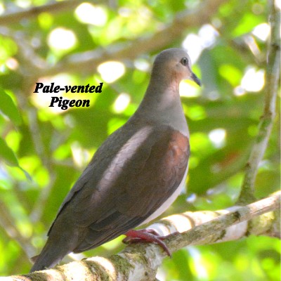 Pale-vented Pigeon